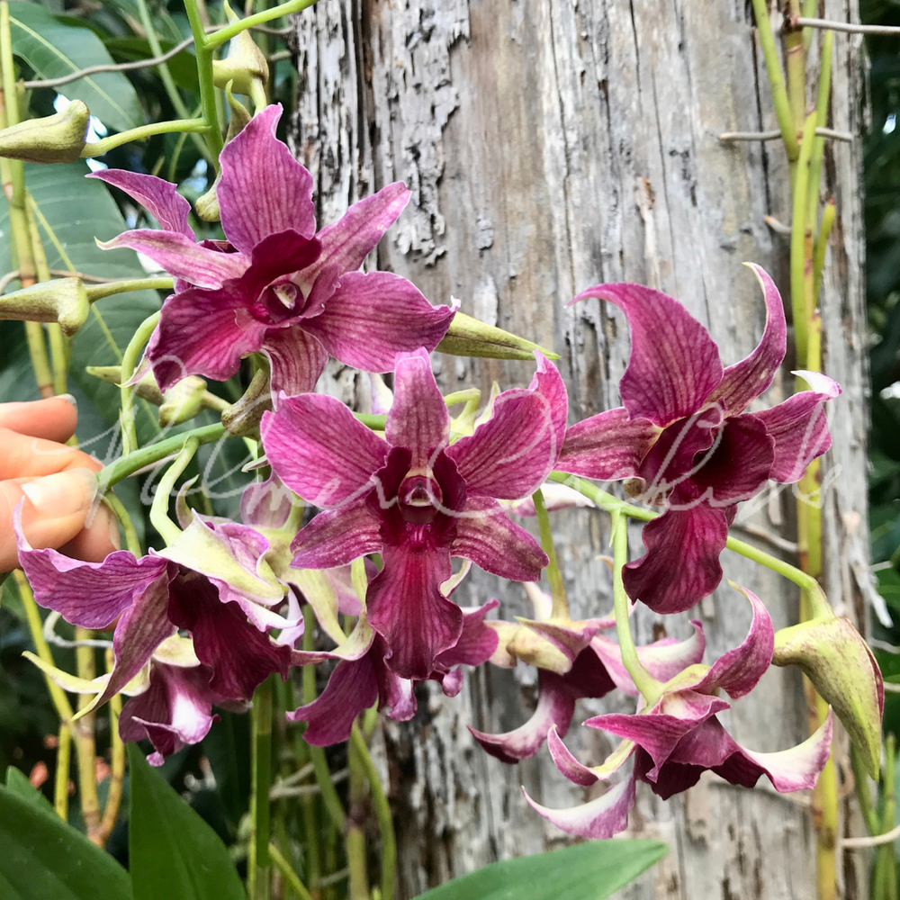 Den. Hawaii Spectacular — Palmer Orchids